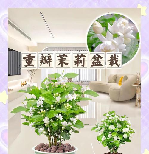 哪些花自古象征爱情？爱情花语的历史由来是什么？