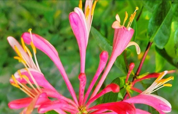 哪种花象征干净坚韧的爱情？干净坚韧爱情的花卉代表是什么？