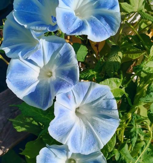 送兰色的花寓意是什么？蓝色花在送礼中有何特殊含义？