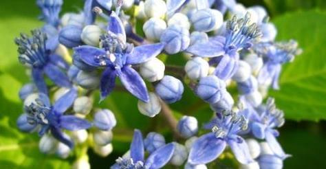 送兰色的花寓意是什么？蓝色花在送礼中有何特殊含义？