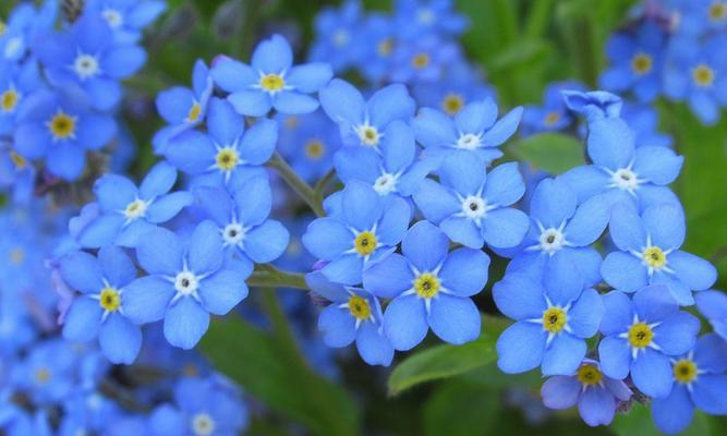 送兰色的花寓意是什么？蓝色花在送礼中有何特殊含义？
