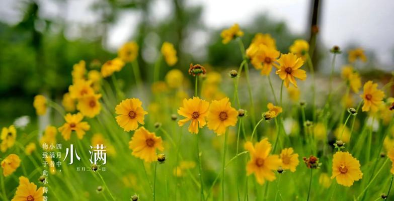 小满节气的花语是什么？