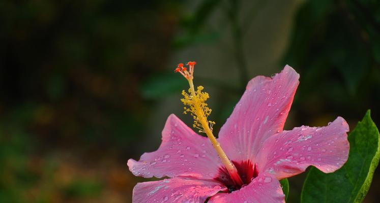 粉色扶桑花代表什么？它的寓意有哪些？