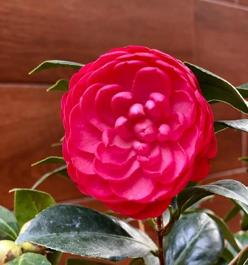 红色花的祈福寓意是什么？哪种红色花代表祈福？