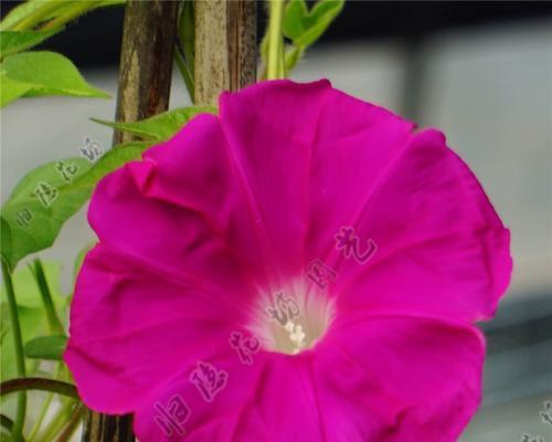 红色牵牛花代表什么？它在花卉语言中传递了哪些信息？