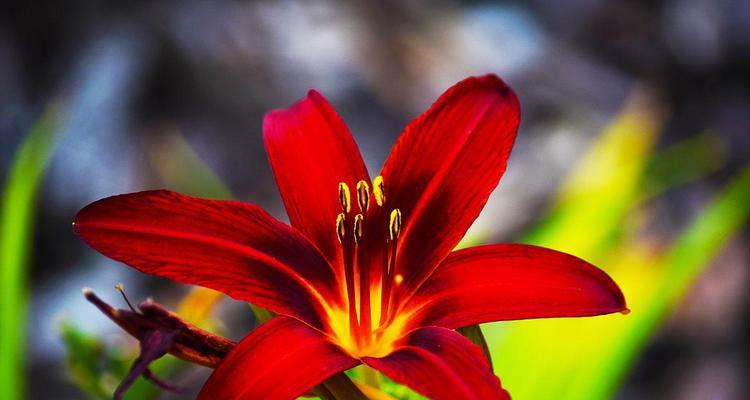 红色牵牛花代表什么？它在花卉语言中传递了哪些信息？