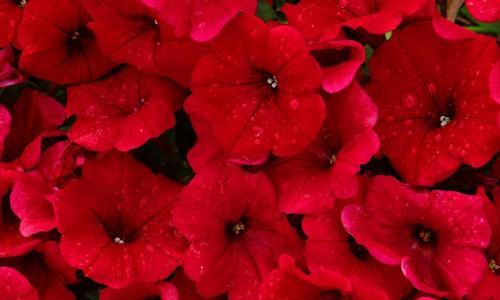 红色牵牛花代表什么？它在花卉语言中传递了哪些信息？