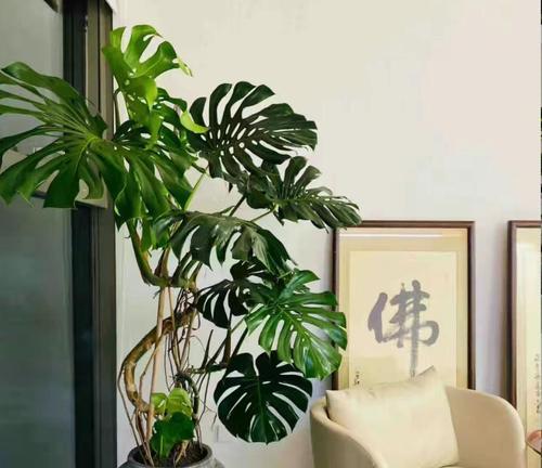 哪些花象征健康？如何选择寓意健康的花篮？