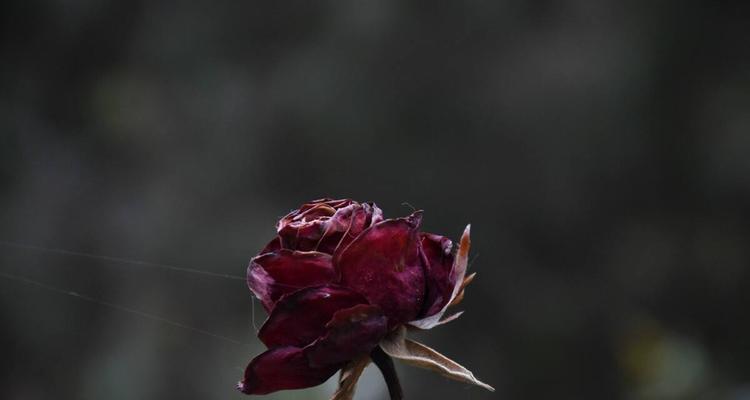 象征致死的爱情的花是什么花？哪种花象征着悲剧爱情？