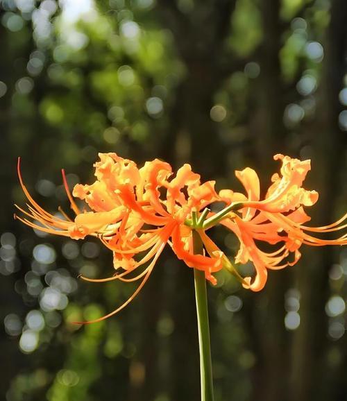 象征致死的爱情的花是什么花？哪种花象征着悲剧爱情？