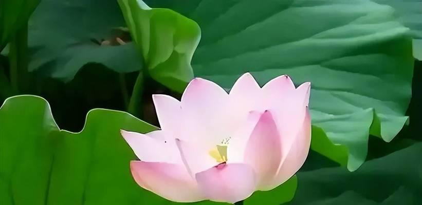 象征爱情事业双丰收的花是什么？哪种花代表双丰收？