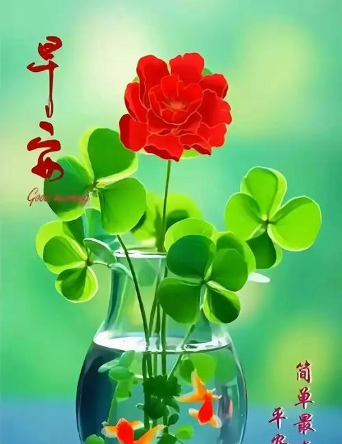 寓意平安健康开心的花有哪些？它们象征着什么？