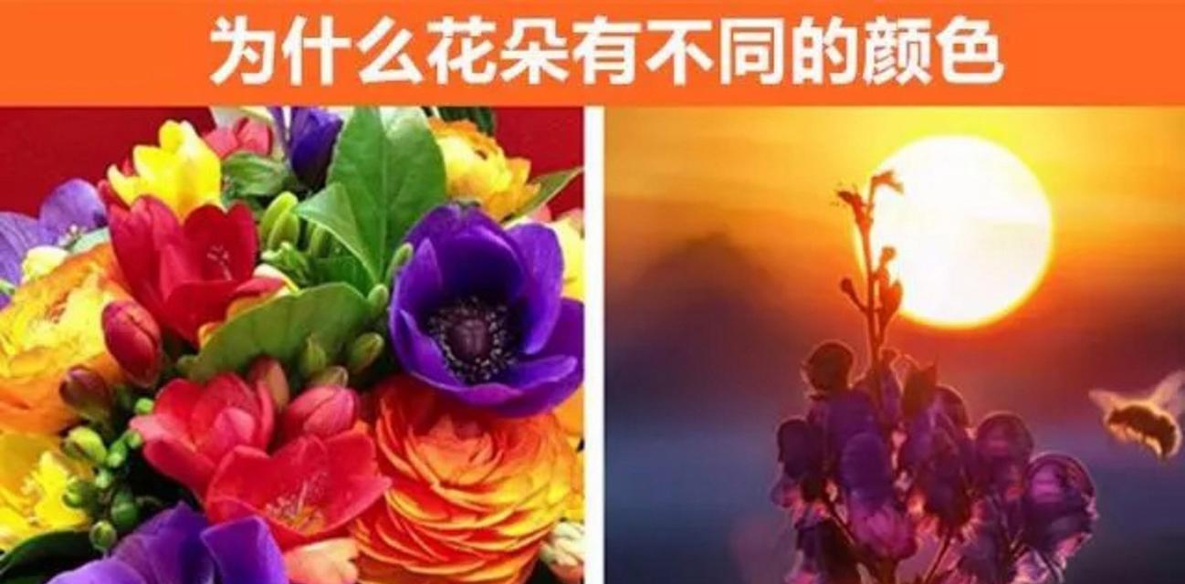 花的颜色有哪些含义特点？