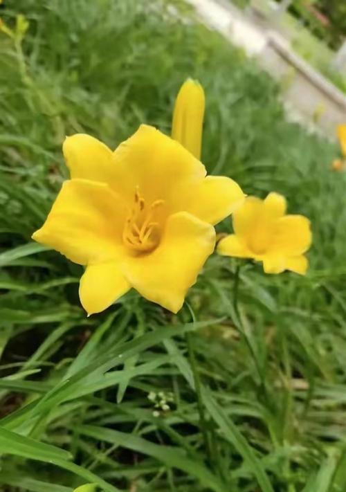 黄色花的寓意是什么？黄色花代表什么？