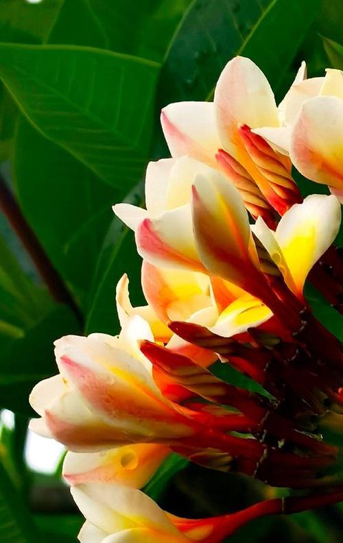 黄色花的寓意是什么？黄色花代表什么？