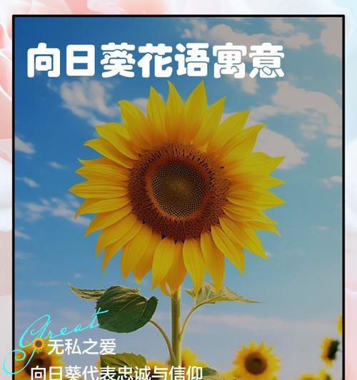 金色太阳花摆件寓意和象征是什么？