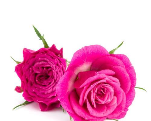 26朵粉色玫瑰花代表了什么？