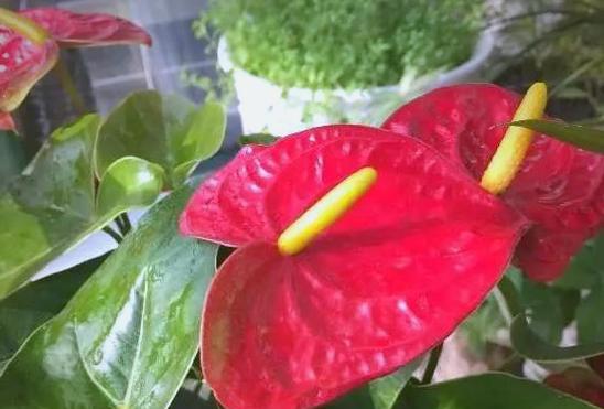 哪些花象征发财和吉祥？这些花的寓意是什么？