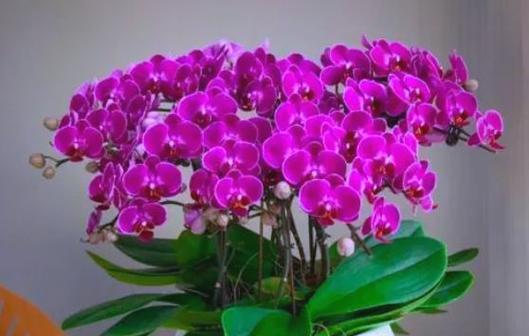 哪些花象征发财和吉祥？这些花的寓意是什么？