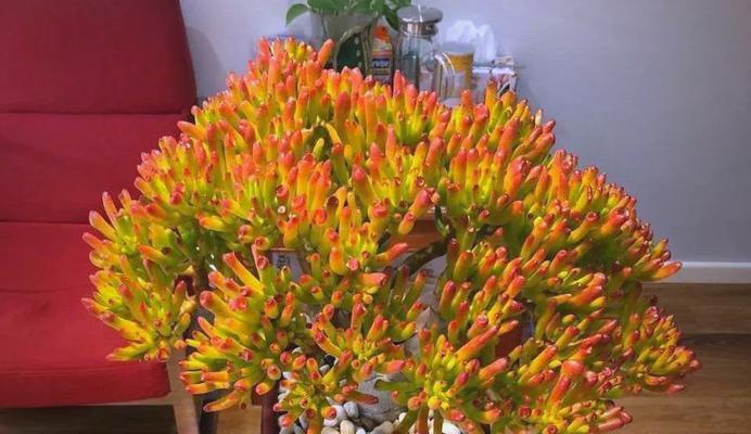 哪些花象征发财和吉祥？这些花的寓意是什么？