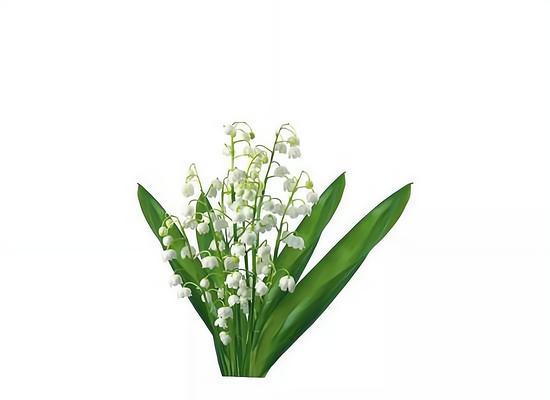 白铃兰象征爱情的花有哪些特点？