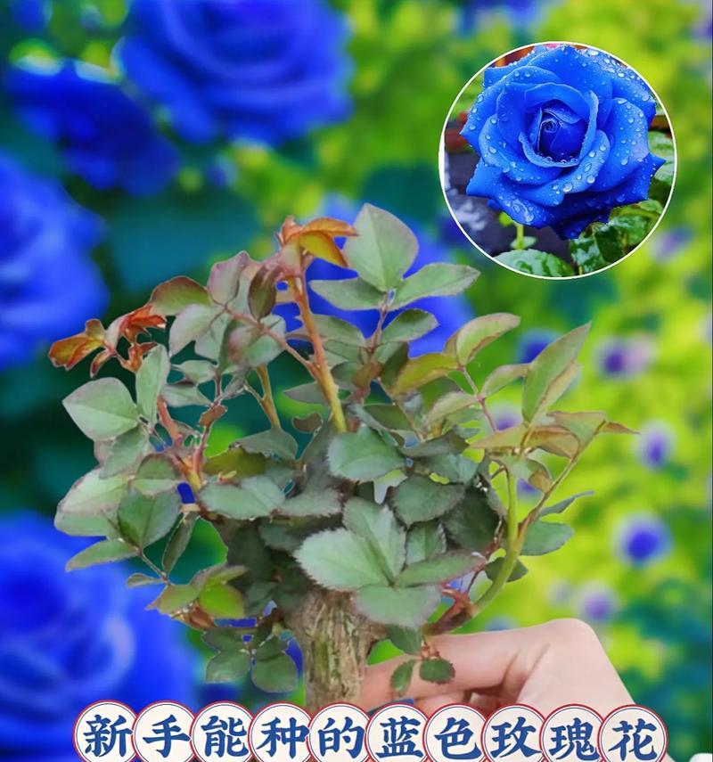 哪种花象征可靠的爱情？如何用它表达爱意？