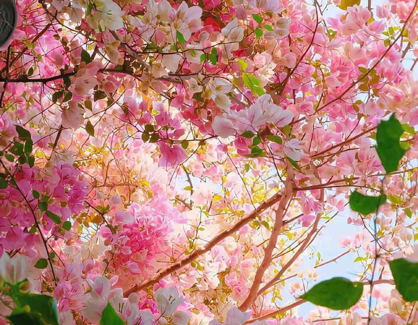 粉色花代表什么？粉色花的寓意是什么？