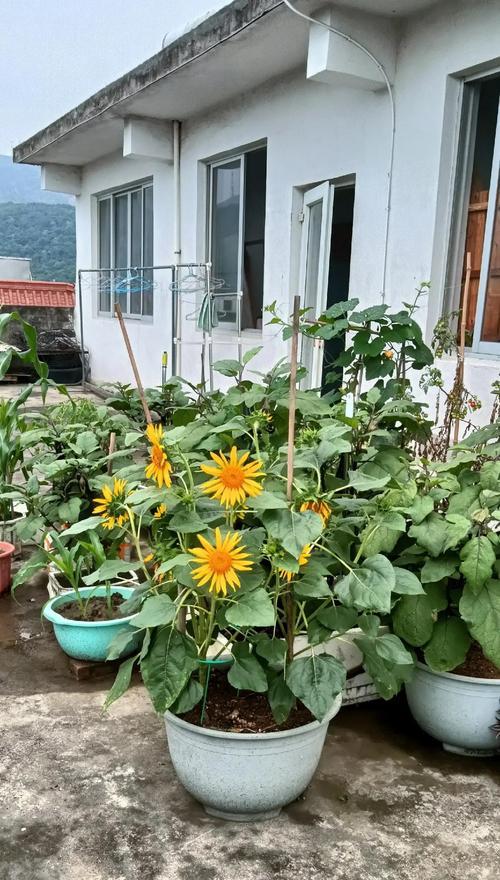 哪种花象征希望繁荣？希望繁荣的花语是什么？