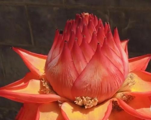 金色花代表的意义和含义是什么？