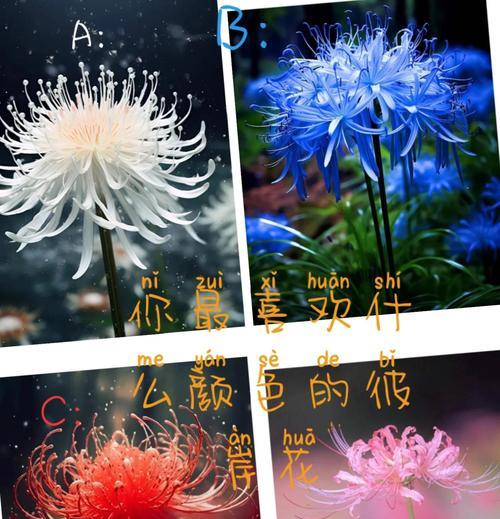 哪种花象征爱情？它的花语是什么？