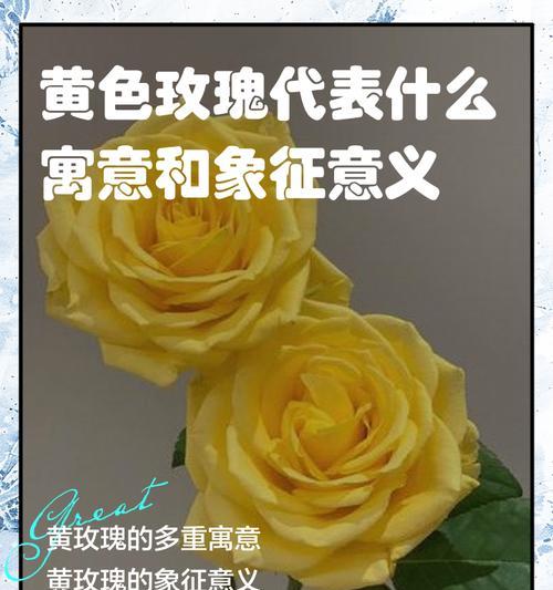 黄色与白色花朵的寓意分别是什么？