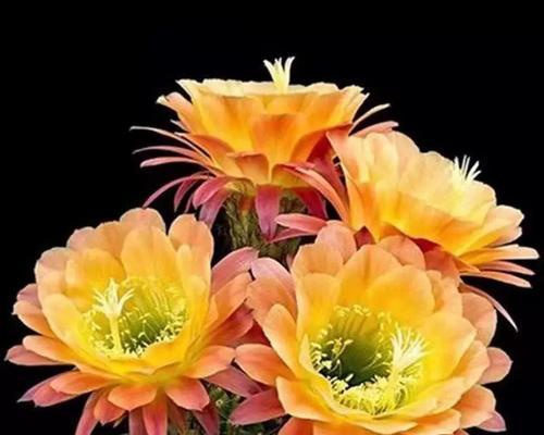 仙人掌花有哪些颜色？仙人掌花的寓意是什么？
