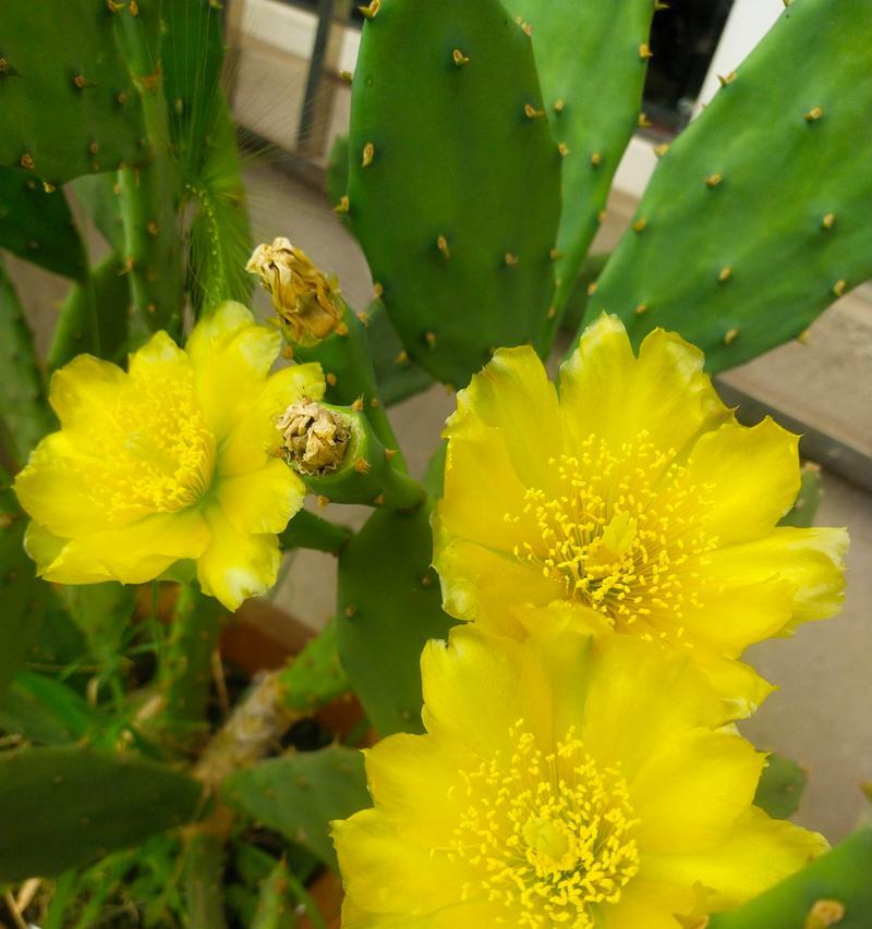 仙人掌花有哪些颜色？仙人掌花的寓意是什么？