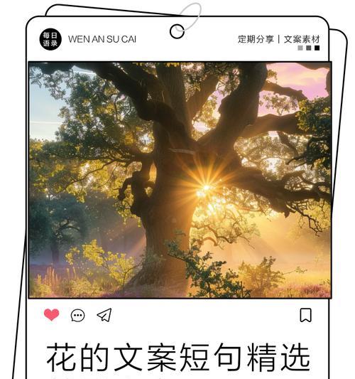 花语和花落如何表达浪漫？