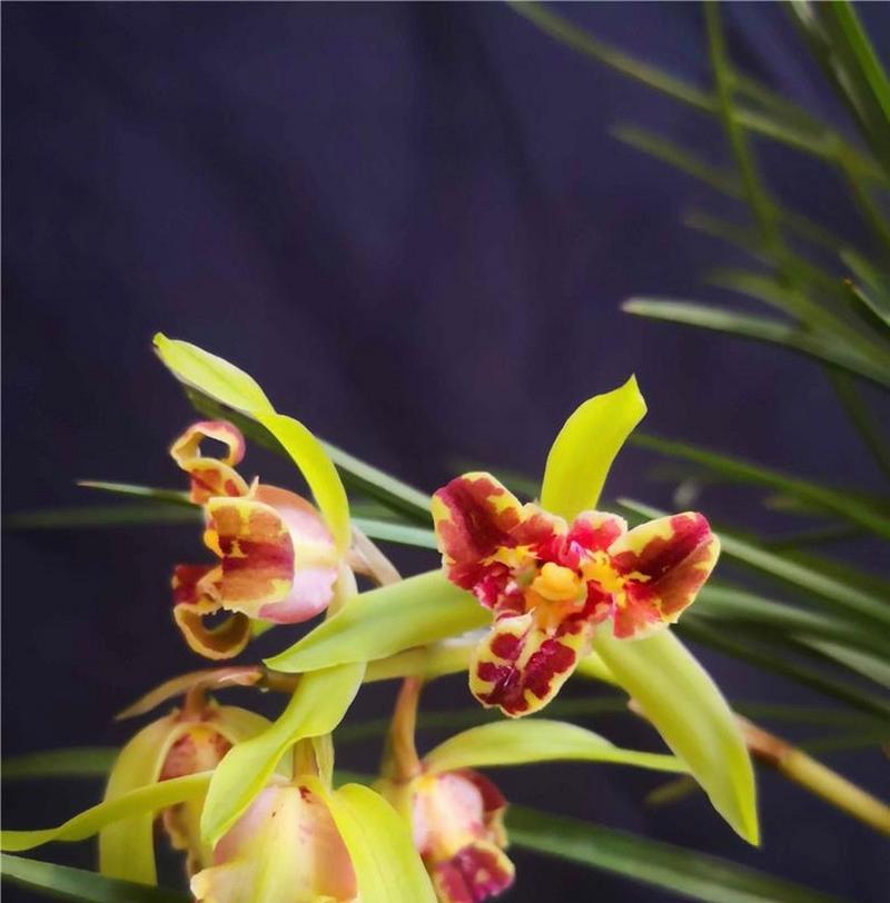 反季节开花的花寓意着什么？它们象征着什么？
