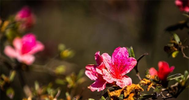 反季节开花的花寓意着什么？它们象征着什么？