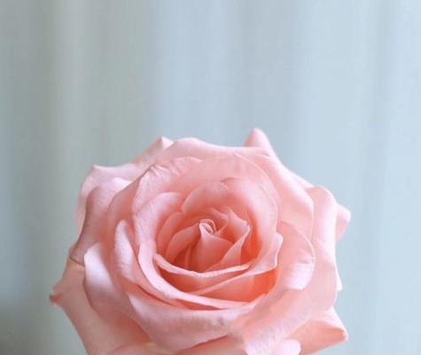 戒断爱情的花语是什么？哪种花代表此意？