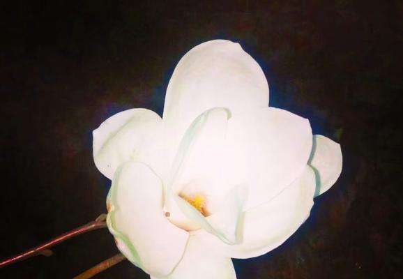 白色花有哪些不吉利的寓意？白色花的负面含义是什么？