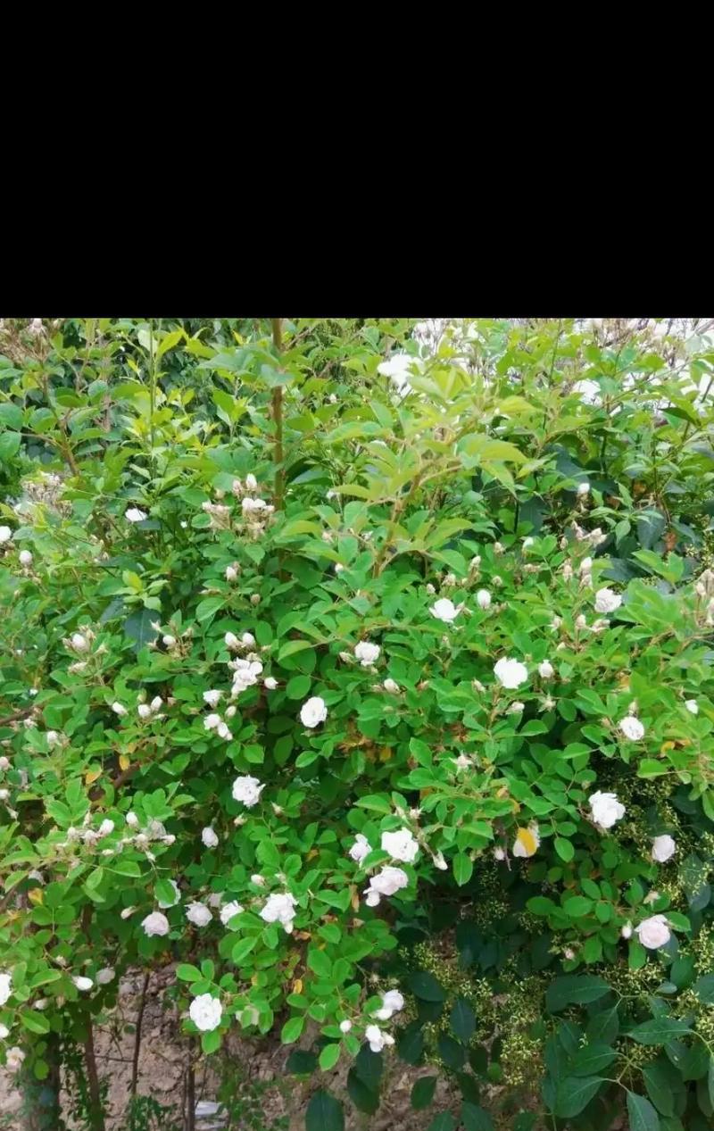 哪种白色花象征自由？它的花语和文化含义是什么？