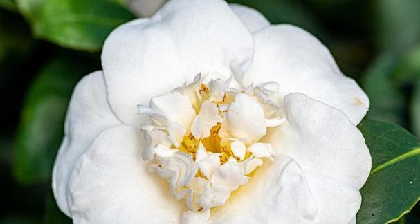 哪种白色花象征自由？它的花语和文化含义是什么？