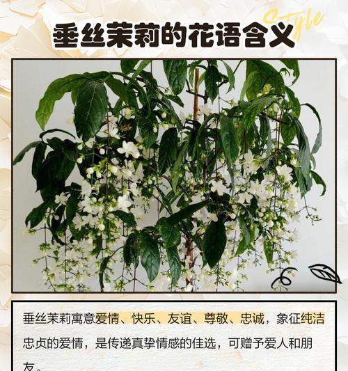 哪种白色花象征自由？它的花语和文化含义是什么？