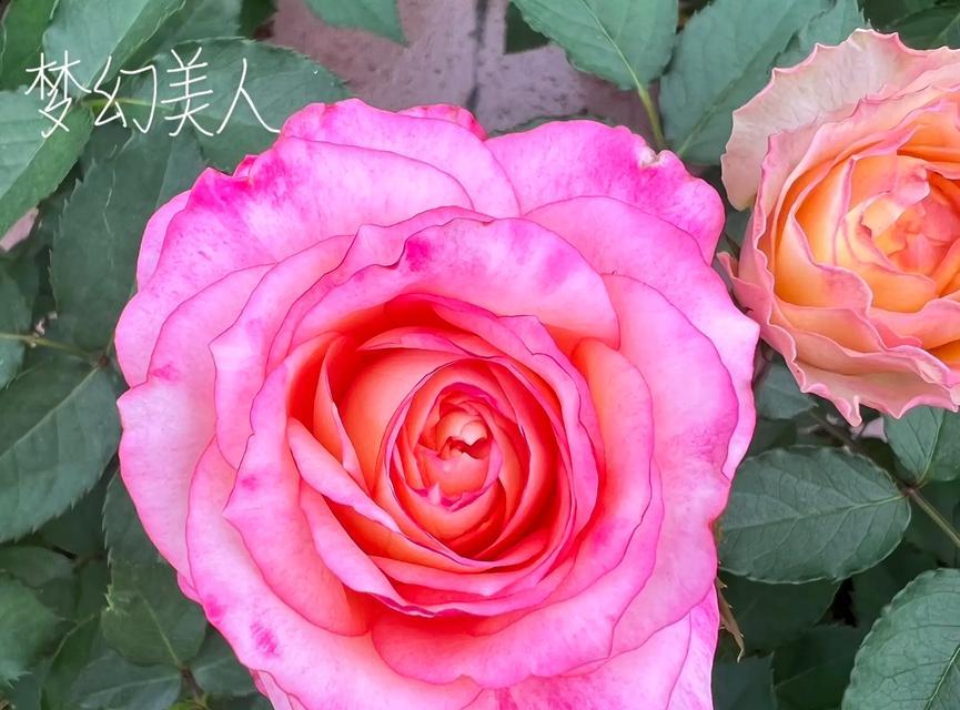 鹅黄和粉色搭配玫瑰花的寓意是什么？鹅黄粉色玫瑰花代表什么？