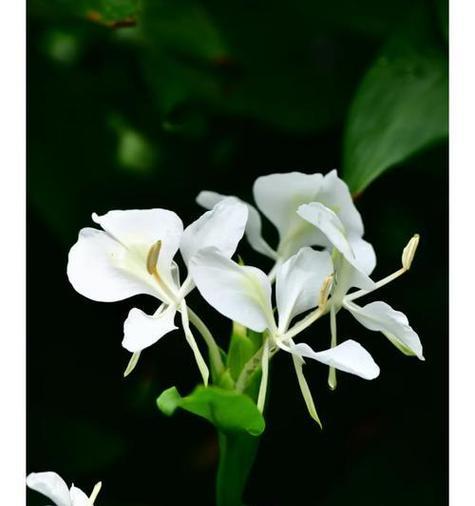 白色姜花代表什么？白色姜花的寓意有哪些？