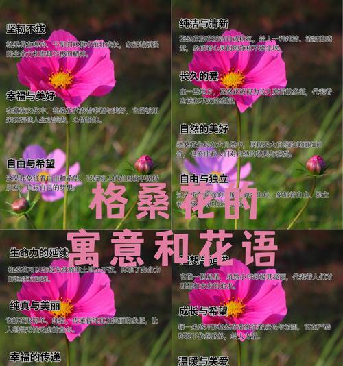 阳光和幸福在花语中代表什么？