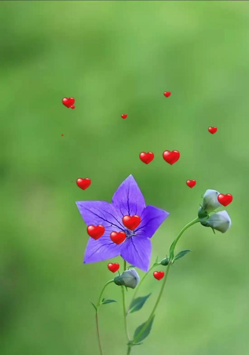 哪种花寓意健康和平安？健康平安的花语是什么？