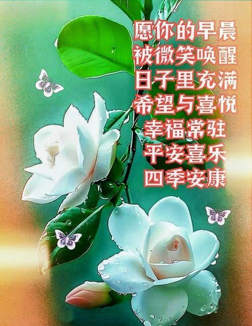 哪种花寓意健康和平安？健康平安的花语是什么？