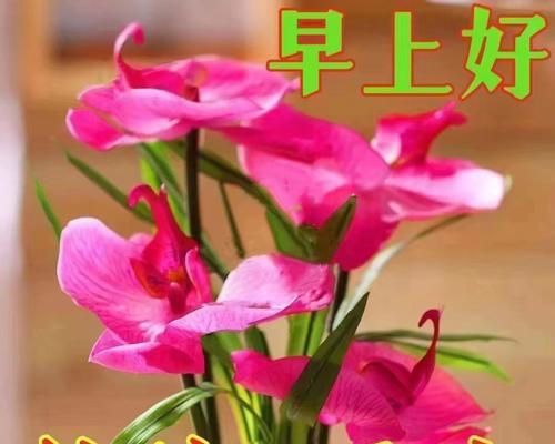 哪种花寓意健康和平安？健康平安的花语是什么？