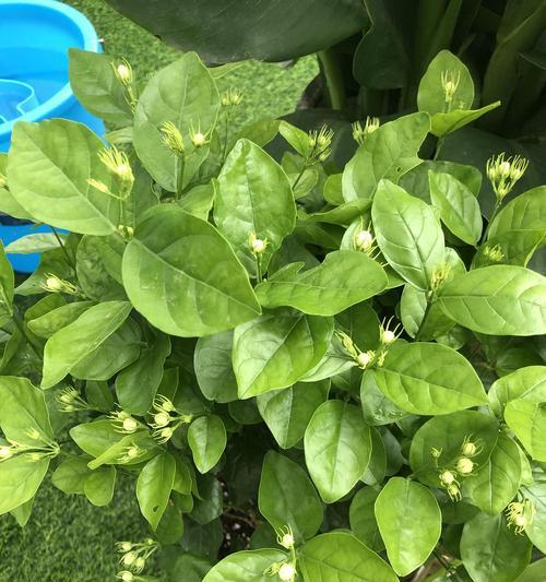端午节摆花摊有什么寓意？花摊的传统意义是什么？
