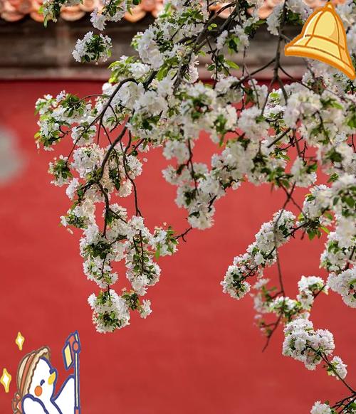 朝花节有哪些历史意义？