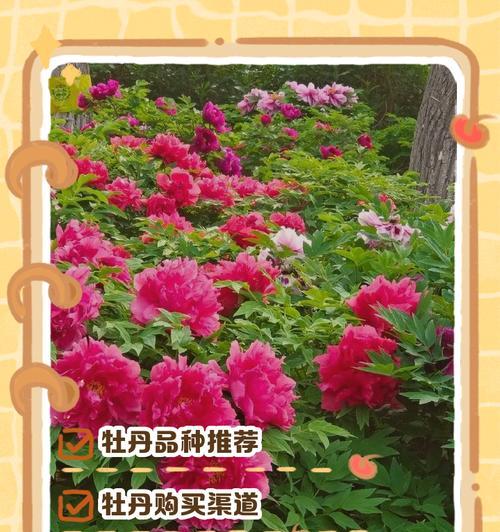 情人节牡丹花的含义是什么？一朵牡丹花代表什么？
